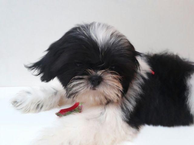 Lindo Menino de Shih Tzu