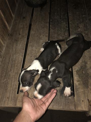 Pitbull com Dog argentino