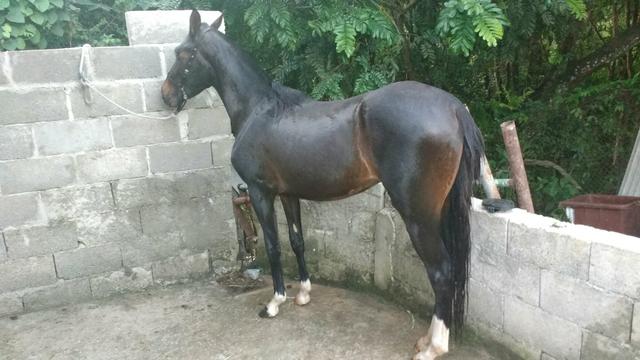 Potra american trotter