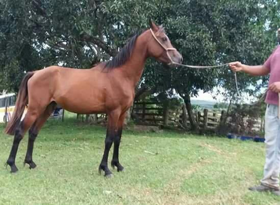 Potros puro sangue árabe