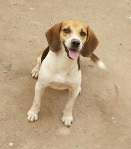 Procuro cachorro macho da mesma raça Beagle para cruzar