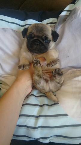 Pug