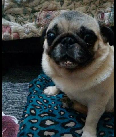 Pug adulta