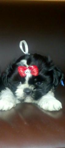 Shih Tzu fêmea e macho mini