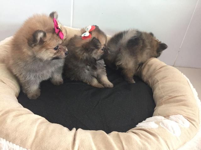 Spitz Alemão Fêmea e Macho