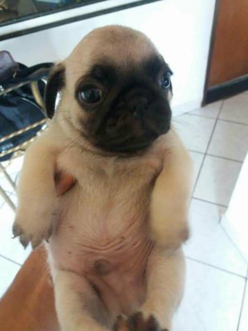 V endo pug macho