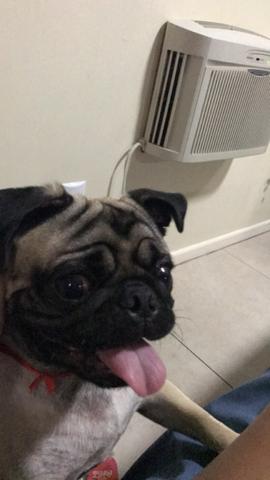 Vendo pug de 7 meses