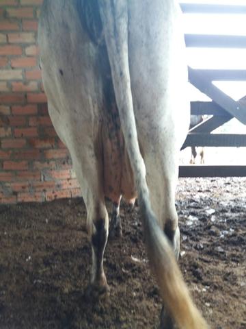 Vendo vaca girolanda amojando