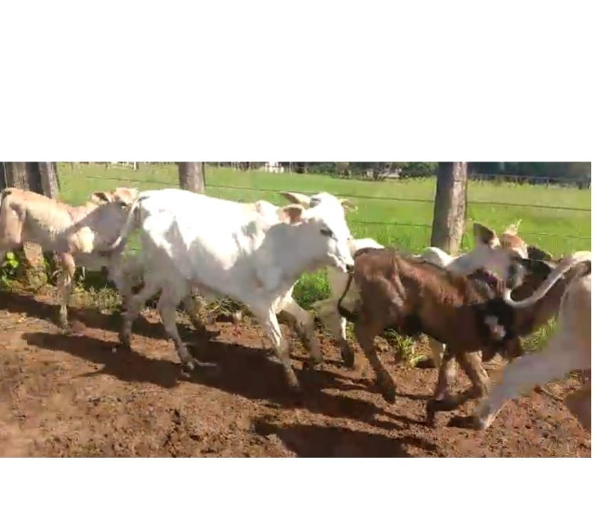 45 Vacas Nelore Paridas