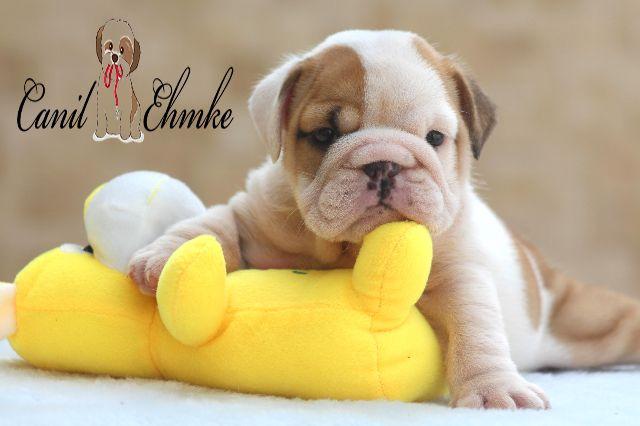 Bulldog Inglês fêmea disponível. Excelente linhagem e pedigree CBKC