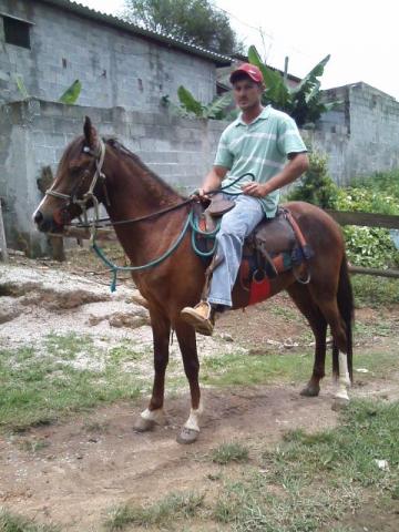 Cavalo Pequira