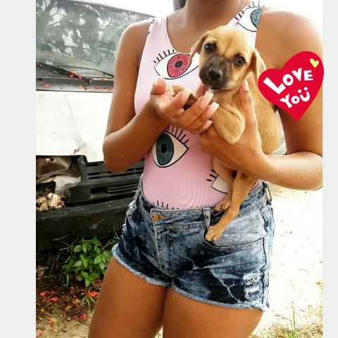 Doação de cachorros