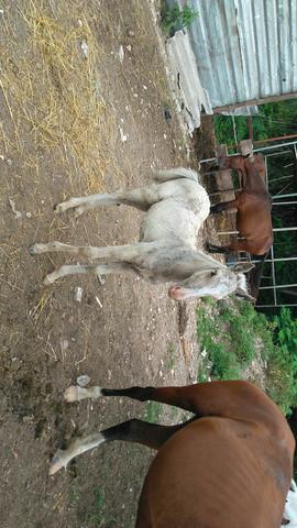 Egua meio sangue mangalarga