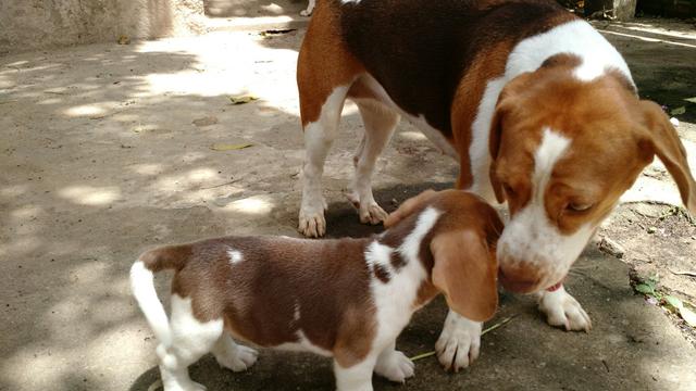 Linda bicolor chocolate