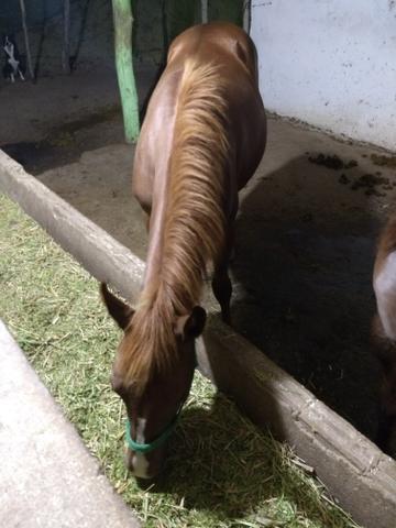 Potra pura quarto de milha v/t