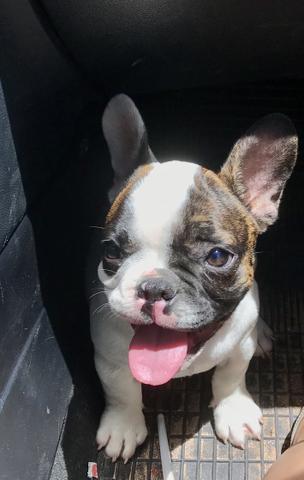 Vendo lindo buldogue francês macho