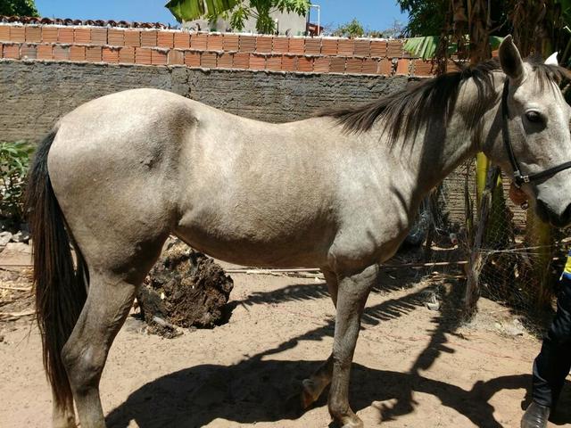 Égua QM 1/2 sangue 2 anos