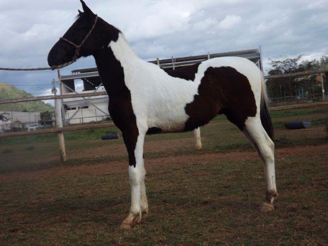 Cavalo Mangalarga Marchador Registrado na ABCCMM Pampa de Preto
