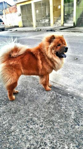 Chow chow para cruzar