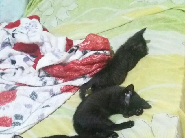 Doando 2 gatinhas