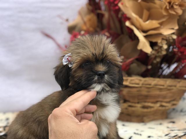 Femea de lhasa apso dourada