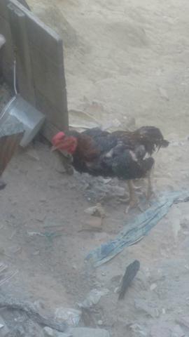 Frango crista d bolo 8 meses na muda