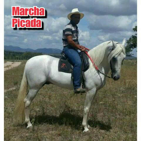 Mangalarga Marchador - Cavalo Marcha Picada