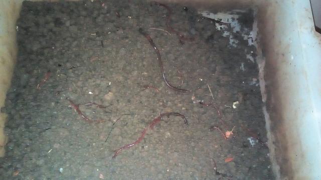 Minhocas califórnia