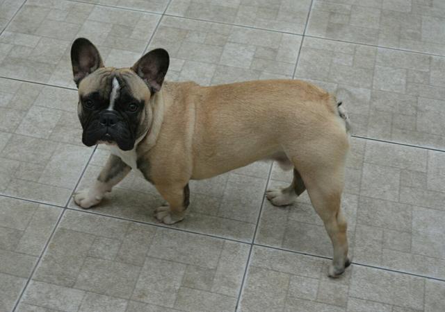 Padreador Bulldog Frances pedigree cbkc
