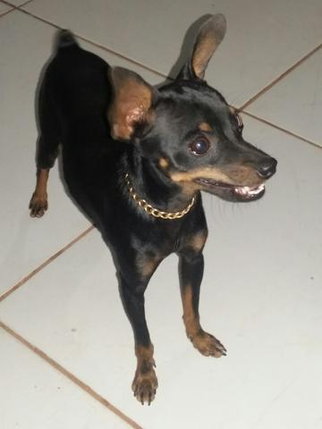 Procuro meu cão pincher