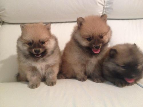 Sptiz alemão anão fêmea disponível