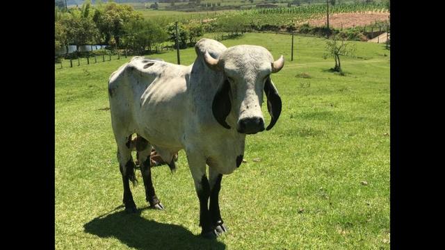 Touro raça Gir