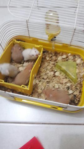 Vendo Hamsters