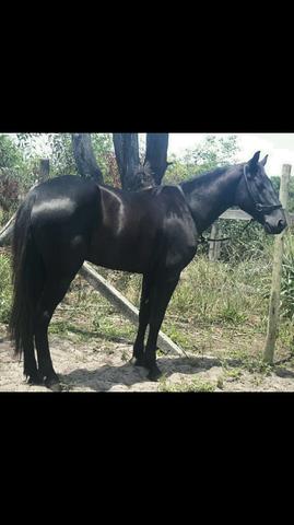 Cavalo Mangalarga Marchador, pelagem fechada preta, 3anos e 8meses, inteiro, picada, luxo