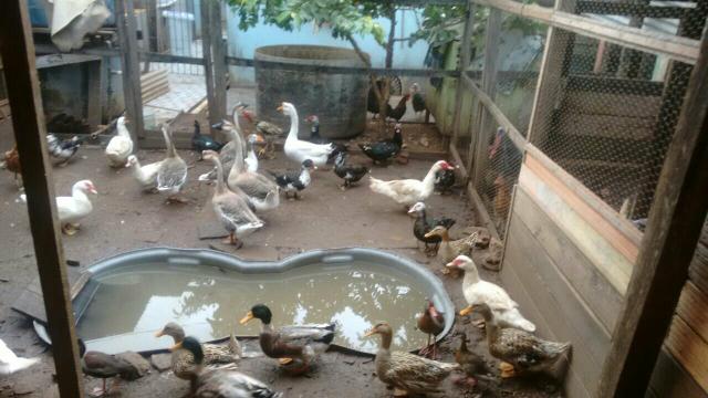 Patos (leia descrição)