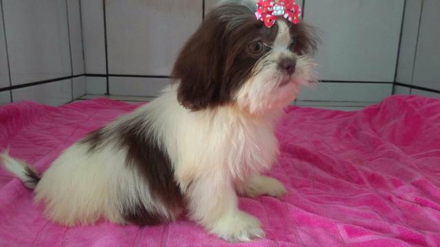 Shih Tzu fêmea Branca e chocolate