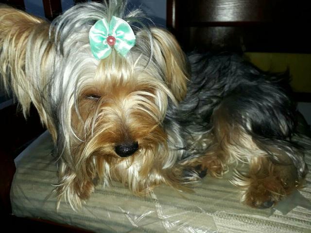 Vendo Yorkshire Fêmea