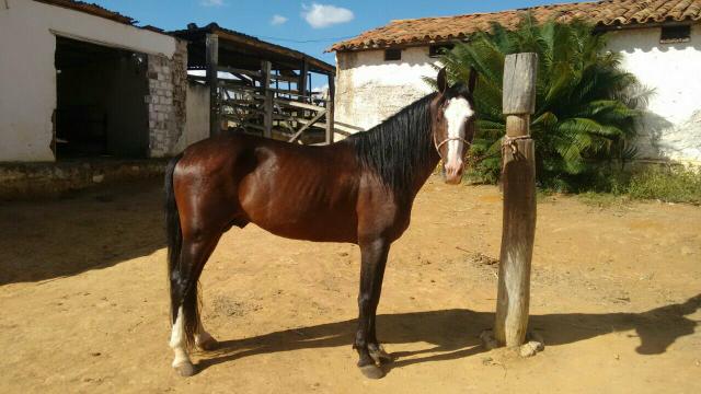 Vendo cavalo de picado (Toop)