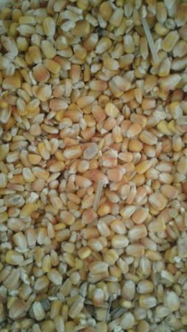 Vendo milho saco de 60 kilo apartir de 35 reais