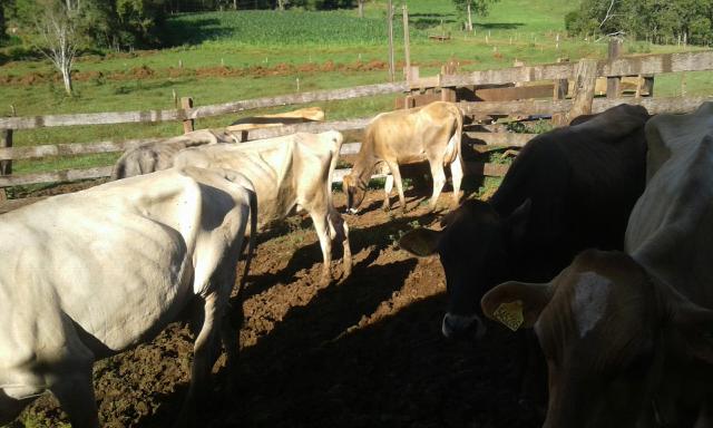 Vendo vacas leiteiras