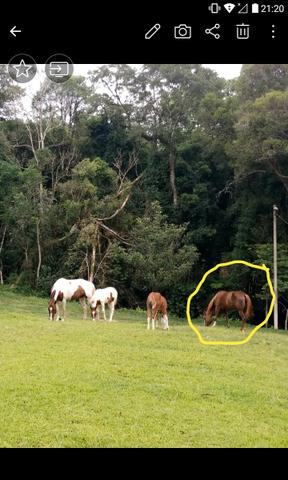 Égua paint horse registrada