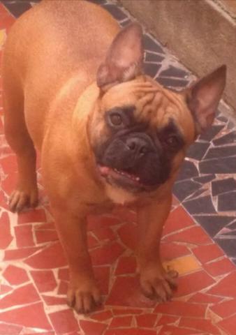 Bulldog francês Femea 2 anos