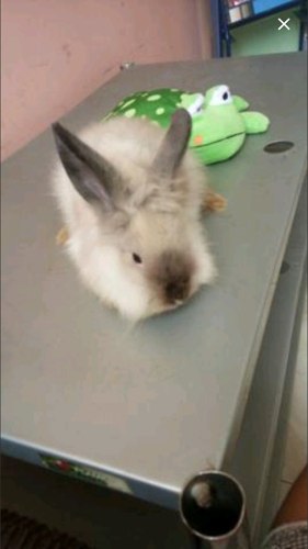 Coelha Lion Read 7 Meses. Somente Rj