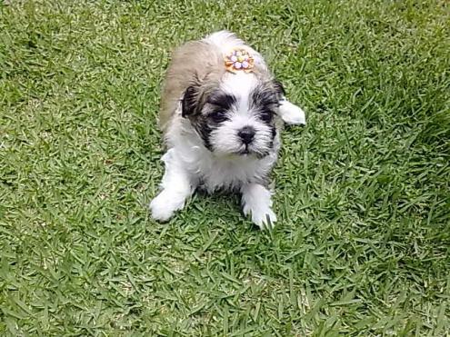 Fêmea Lhasa Apso