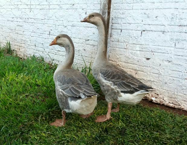 Ganso Sinaleiro jovem