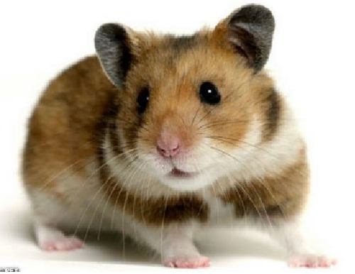 Hamsters
