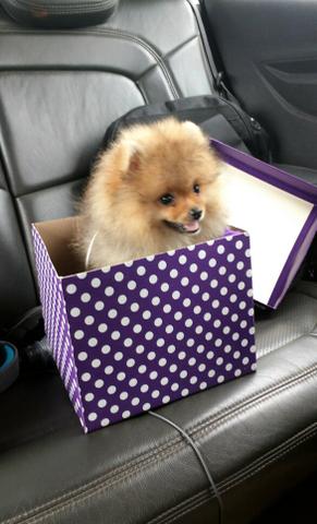 Lulu da Pomerânia macho