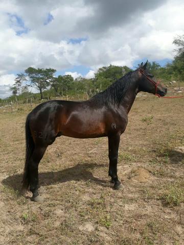 Mangalarga Marchador - Marcha Picada