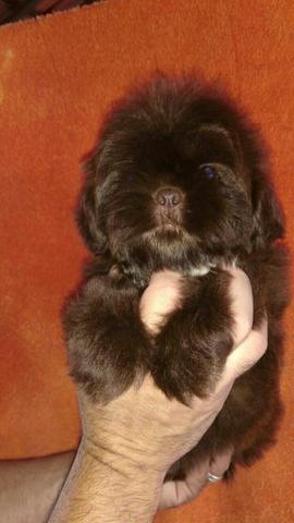 Shitzu macho chocolate maravilhoso vacinado!!