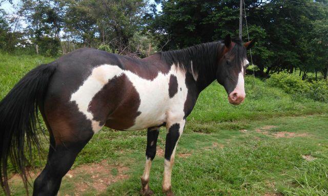 Vende-se cavalo jovem Paint Horse